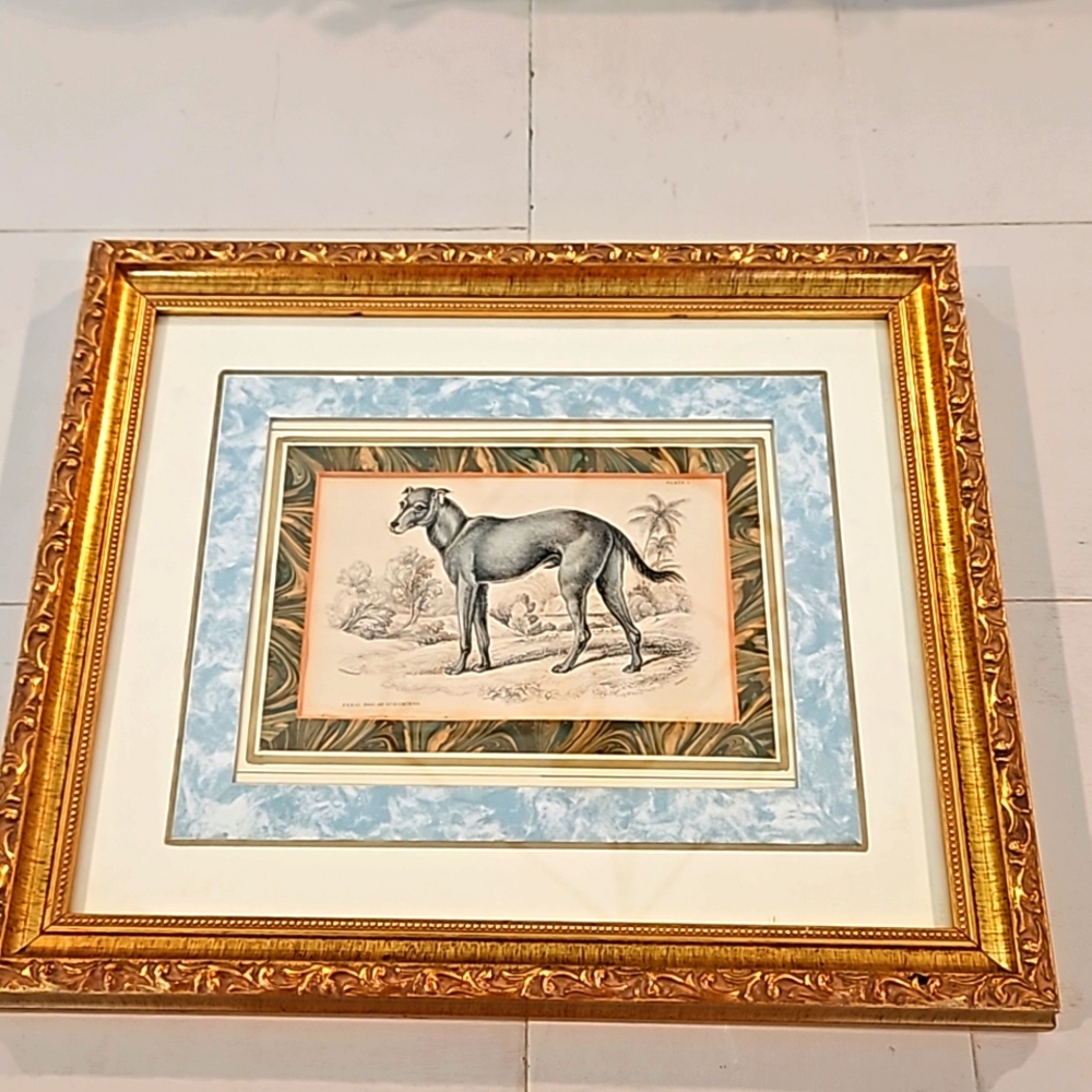 Beautiful Antique Etching of Dog, Feral Dog of St. Domingo 1840s  Framed
